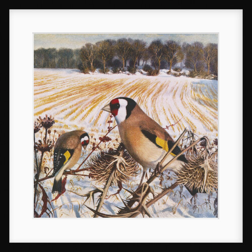 Goldfinch by Raymond Booth