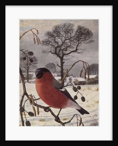 Northern Bullfinch by Raymond Booth