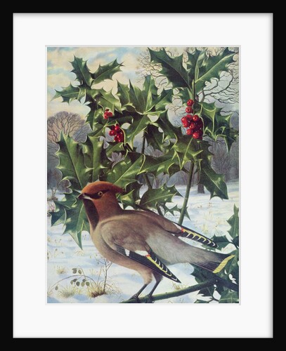 Waxwing by Raymond Booth