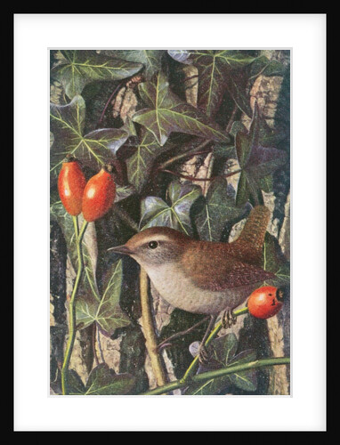 Wren in a setting of rosehip and ivy by Raymond Booth