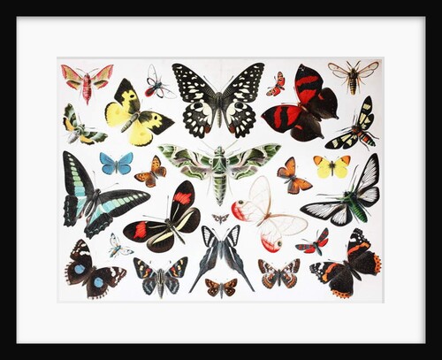 Various Butterflies by Unknown Artist