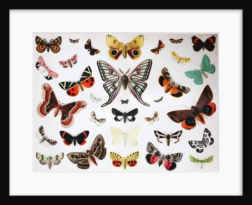 Various Butterflies, Historical, digitally restored reproduction of an original from the 19th century by Unknown Artist