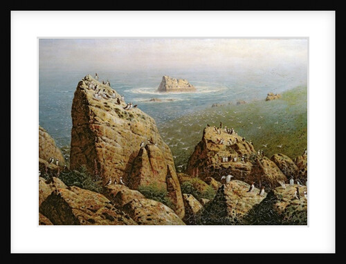 Puffins on Lundy Island by John George Naish