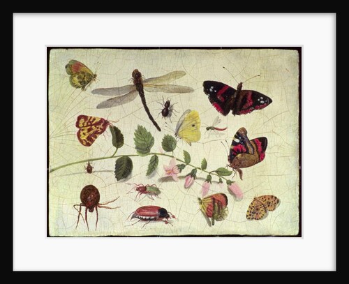 Butterflies, Insects and Flowers by Jan van the Elder Kessel