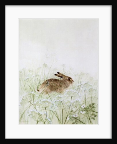 Rabbit by Jane Neville
