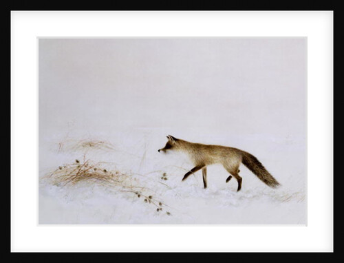 Fox in Snow by Jane Neville