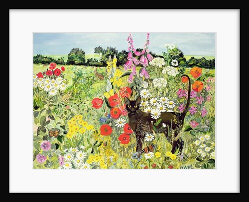 Summer Cat by Hilary Jones