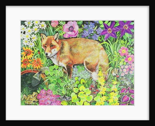 The Barnet Fox by Hilary Jones