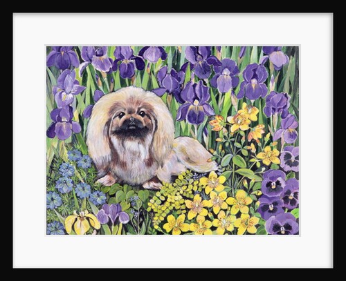 Peke in the Flower Bed by Hilary Jones