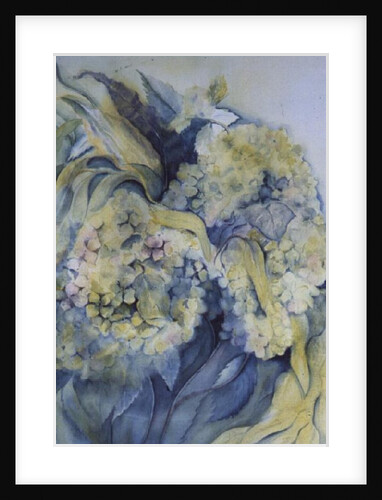 Hydrangea Particulata by Karen Armitage