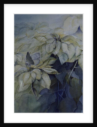 White Poinsettia by Karen Armitage