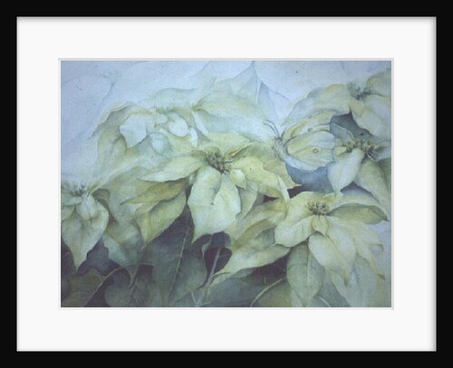 White Poinsettia by Karen Armitage