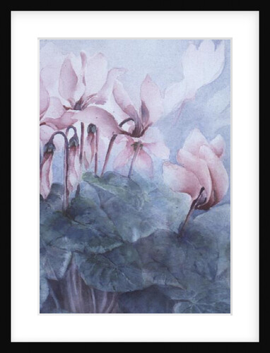 Pink Cyclamen Pseudibericum by Karen Armitage