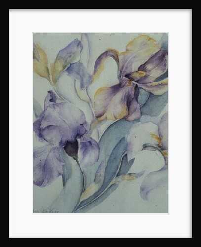 Iris mixed, Ola Kale and Mary Todd by Karen Armitage