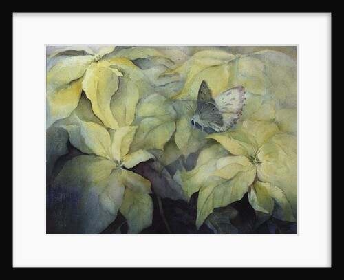 Cream Poinsettia with butterfly by Karen Armitage