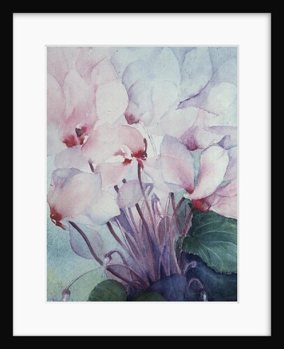 Pink Cyclamen, Victoria by Karen Armitage