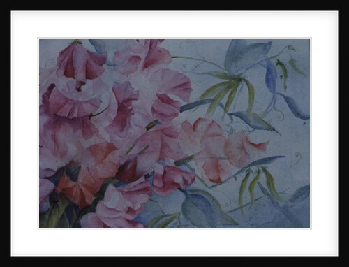 Lathyrus Odoratus, Sweet Pea by Karen Armitage