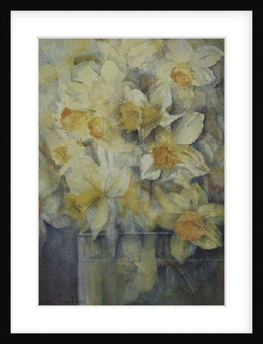 Spring Time, mixed daffodils in tank No 3., Mrs Krelage, Ice Follies and Fortune by Karen Armitage