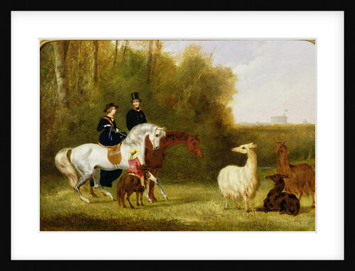 Queen Victoria, Prince Albert and the Prince of Wales at Windsor Park with their Herd of Llamas by English School