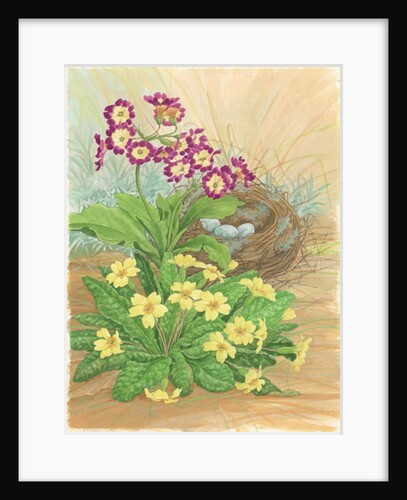 Auricula, Primrose and Nest, 1998 by Linda Benton