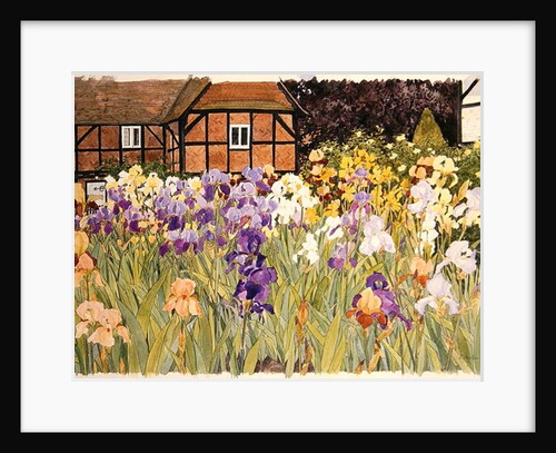 Irises by Linda Benton