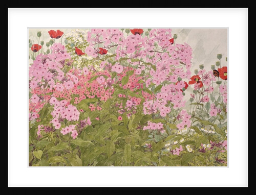Pink Phlox and Poppies with a Butterfly by Linda Benton