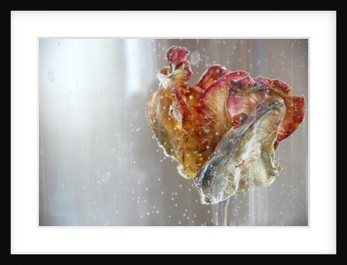 Water Tulip 1, 2013 by Lou Gibbs