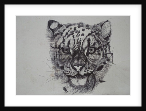 Snow Leopard, 2016 by Lou Gibbs