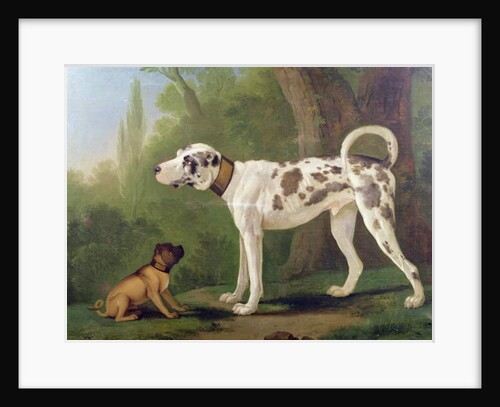 Hound and Terrier by School German