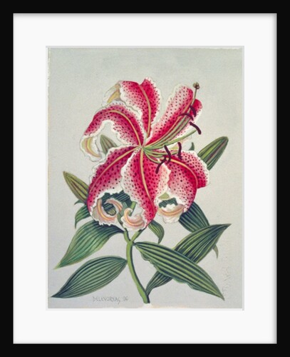 Botanical Lily, 1996 by Lillian Delevoryas