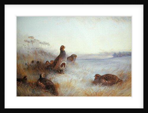 Partridges in Early Morning, 1910 by Archibald Thorburn
