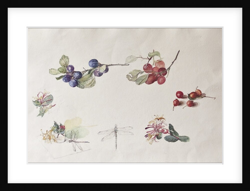 Autumn Fruits and Flowers, 2007 by Caroline Hervey-Bathurst