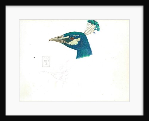 Head of a Peacock, 11 IX, 1900 by Joseph Edward Southall