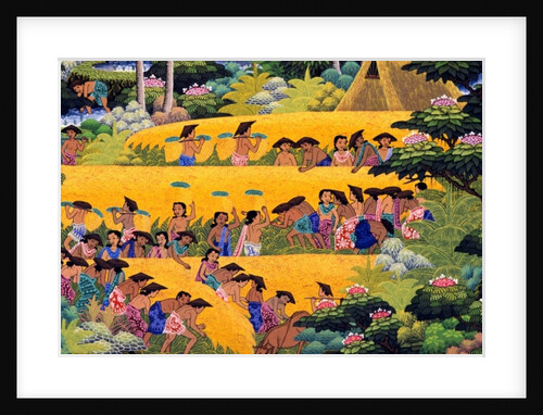 Rice Harvest, Bali by Anonymous