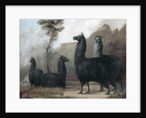 Alpacas by Jacques-Laurent Agasse