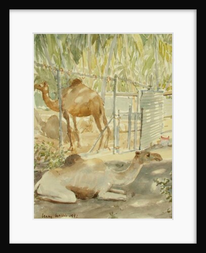 Camels at Rest, Salala 1992 by Lucy Willis