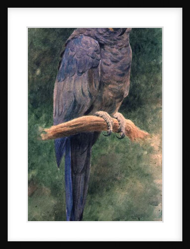 Hyacinth Macaw by Henry Stacey Marks