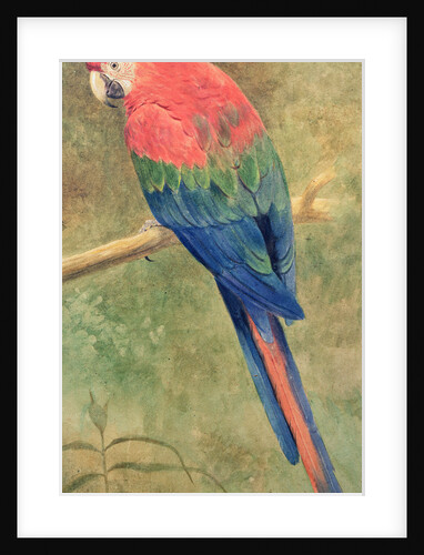 Red and Blue Macaw by Henry Stacy Marks