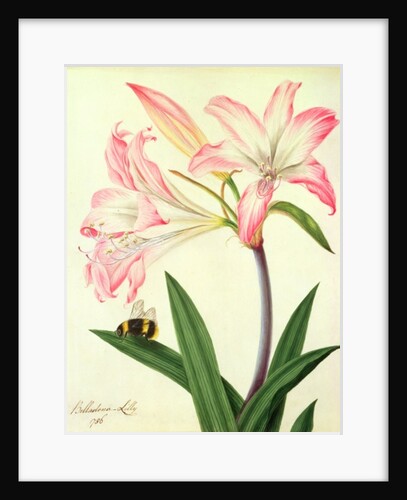 Lilium Belladonna and Bee, 1786 by Matilda Conyers