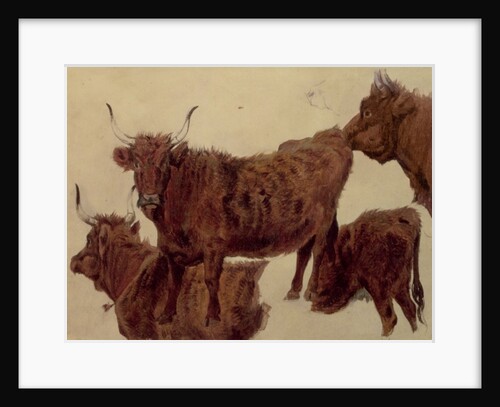 Studies of Highland Cattle by Richard Ansdell