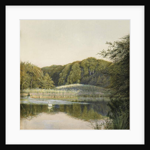 Swans on Paddington Pond, 1860s by Constance Phillott