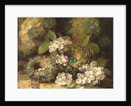 Primroses and Bird's Nests on a Mossy Bank, 1882 by Oliver Clare