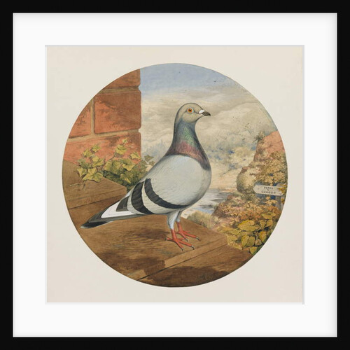 Racing Pigeons, Paris to London, 1880 by Henry Stephen Ludlow