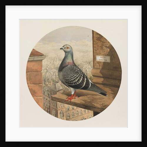 Racing Pigeons, Paris to London, 1880 by Henry Stephen Ludlow