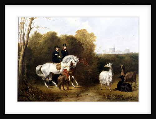 Queen Victoria and Prince Albert Viewing the Llamas in the House Park, Windsor, c.1845 by Gourlay Steel