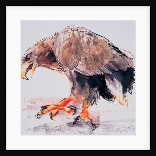 Raptor, 2001 by Mark Adlington