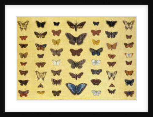 A collage of butterflies and moths by French School