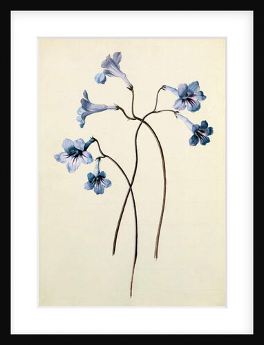 Streptocarpus, c.1790 by German School