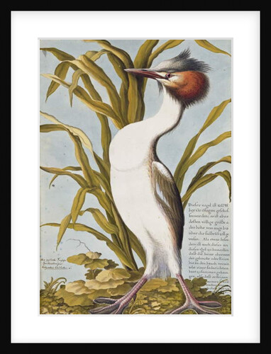 Great Crested Grebe c.1748 by German School