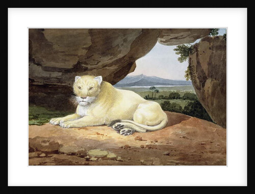 Lioness by Samuel Howitt